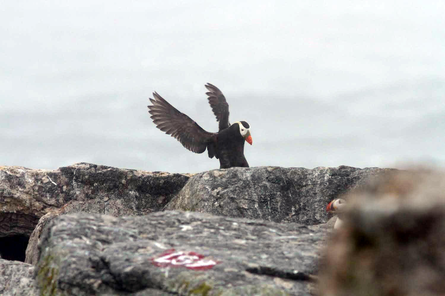 Tufted Puffin spotted on Eastern Egg Rock