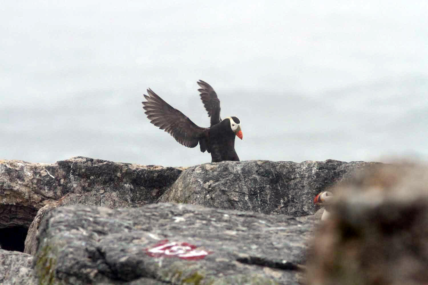 Meet Project Puffin's Seal Island Team!