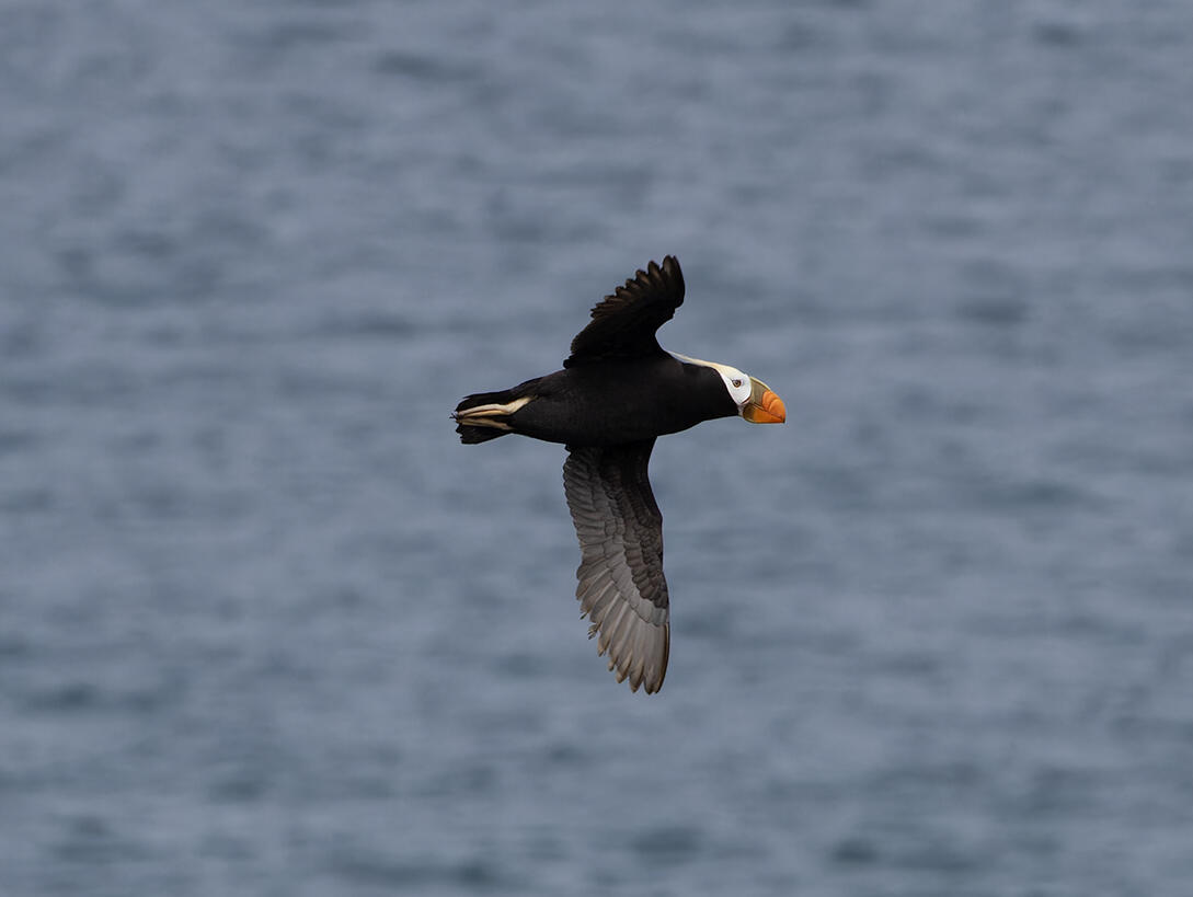 Tufted Puffin flying