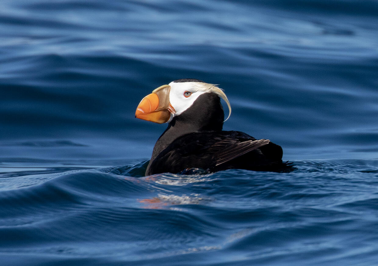 Tufted Puffin floating on the ocean