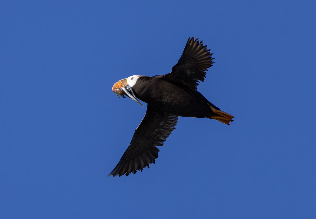 Tufted Puffin flying in the air with fish in its beak