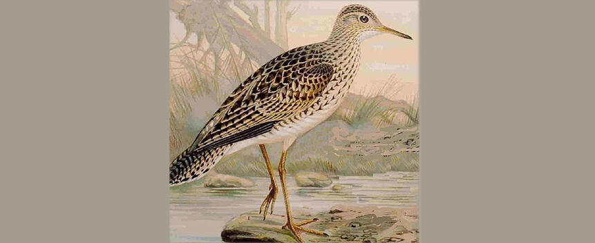 Upland Sandpiper Main Page Photo