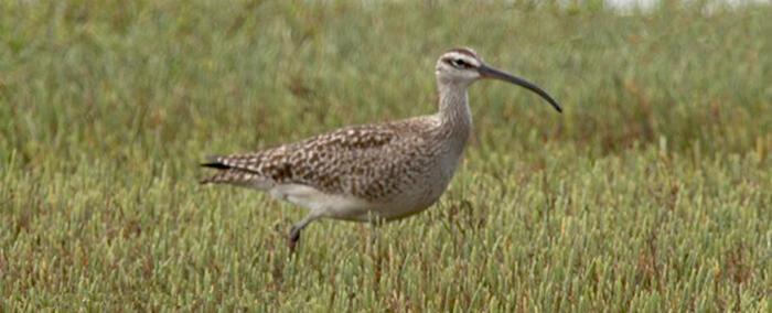 Whimbrel Main Page Photo