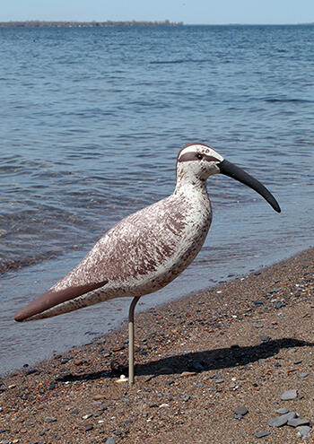 Whimbrel Carousel