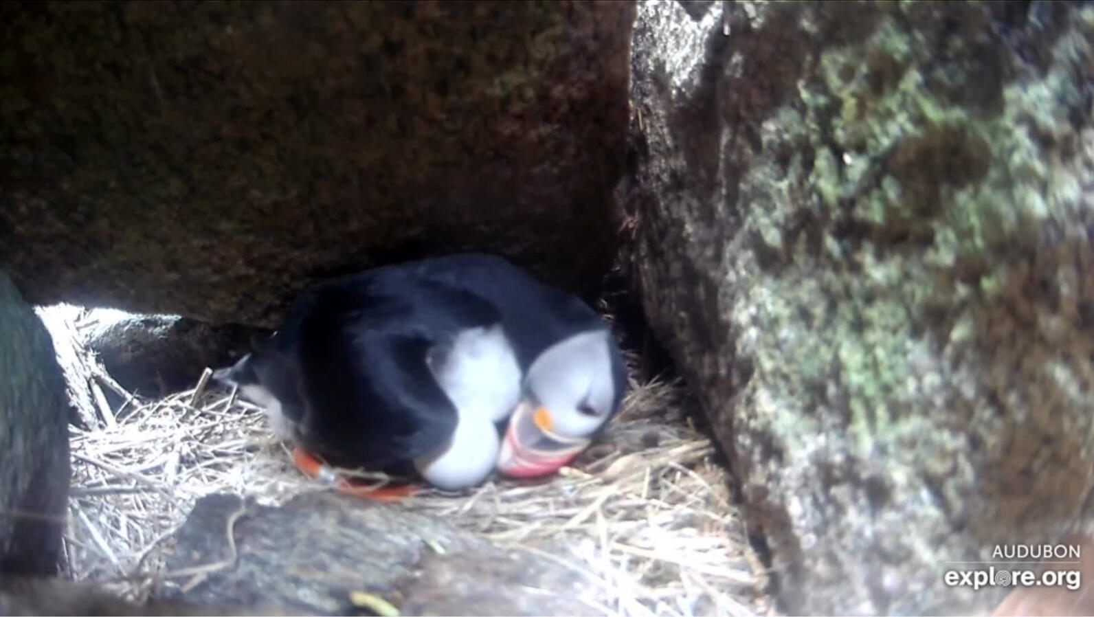 Puffin Willie is a Diligent Dad