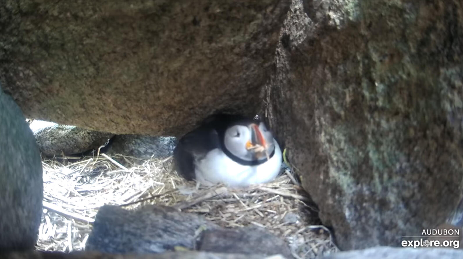 Puffin Willie snoozes with a mouthful of straw