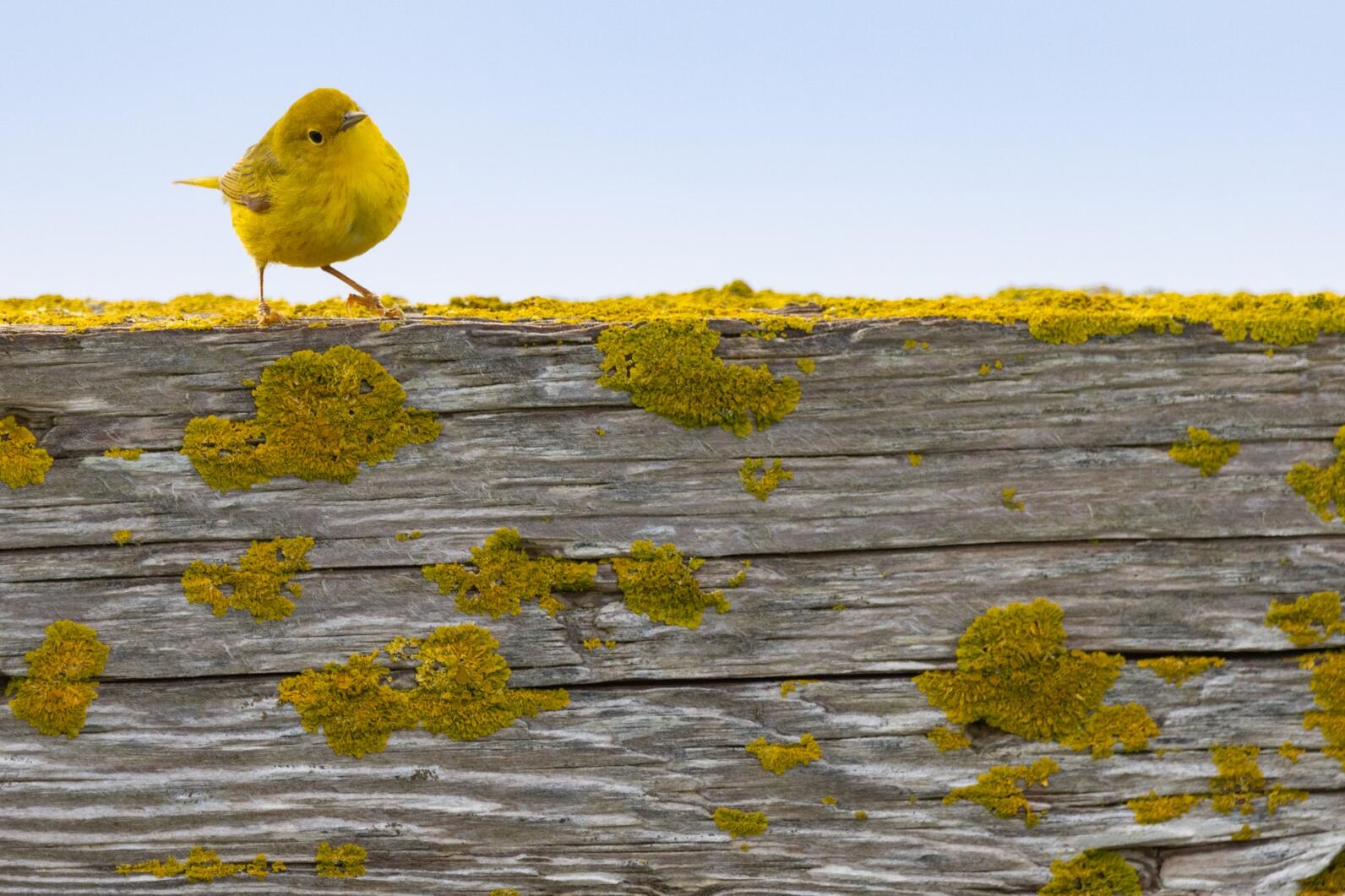 Yellow Warbler with Sunburst Lichen