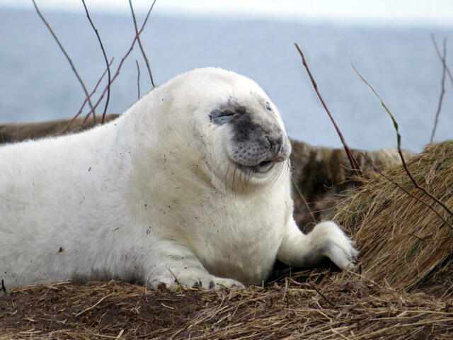 Young Gray Seal Pup by Sue Schubel