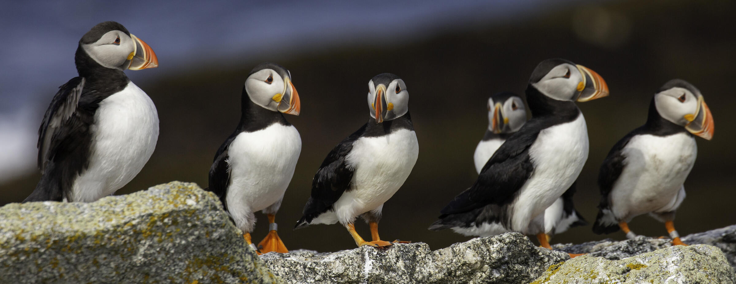 Maine's puffins on upward swing - The Wildlife Society