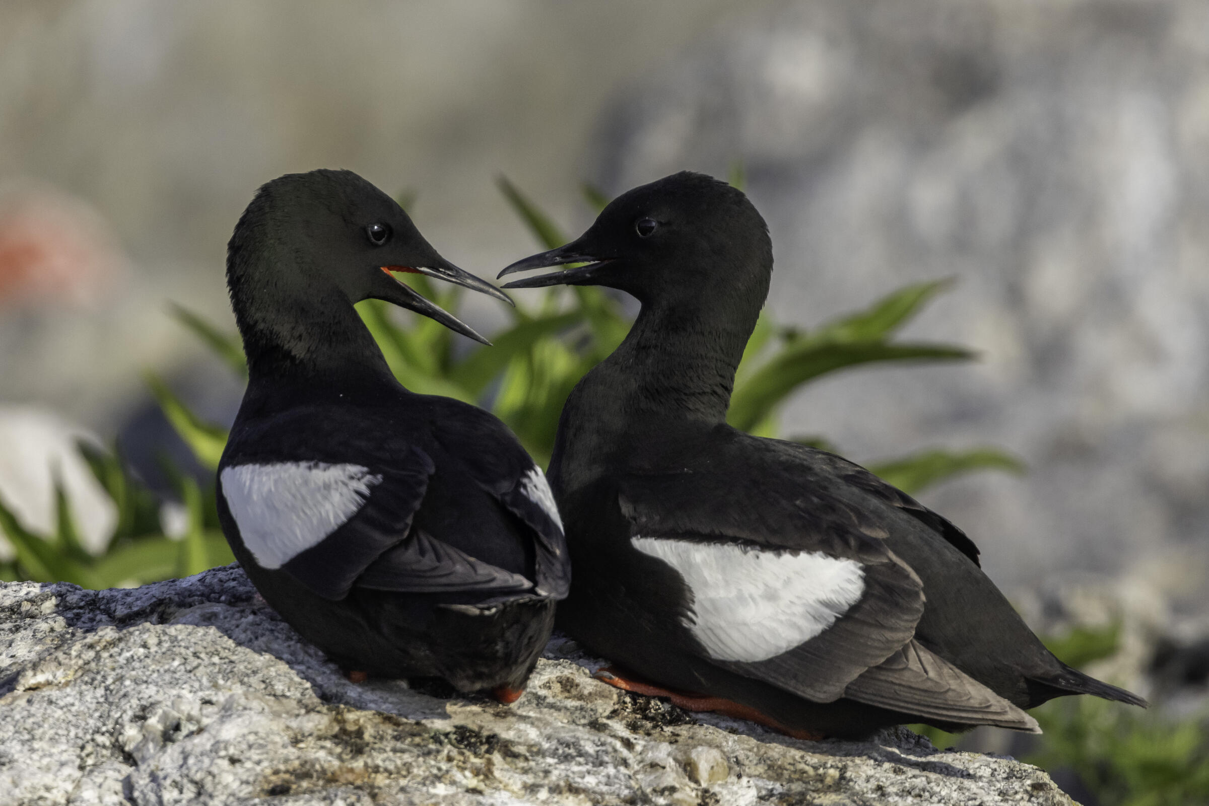 About Us | Audubon Seabird Institute