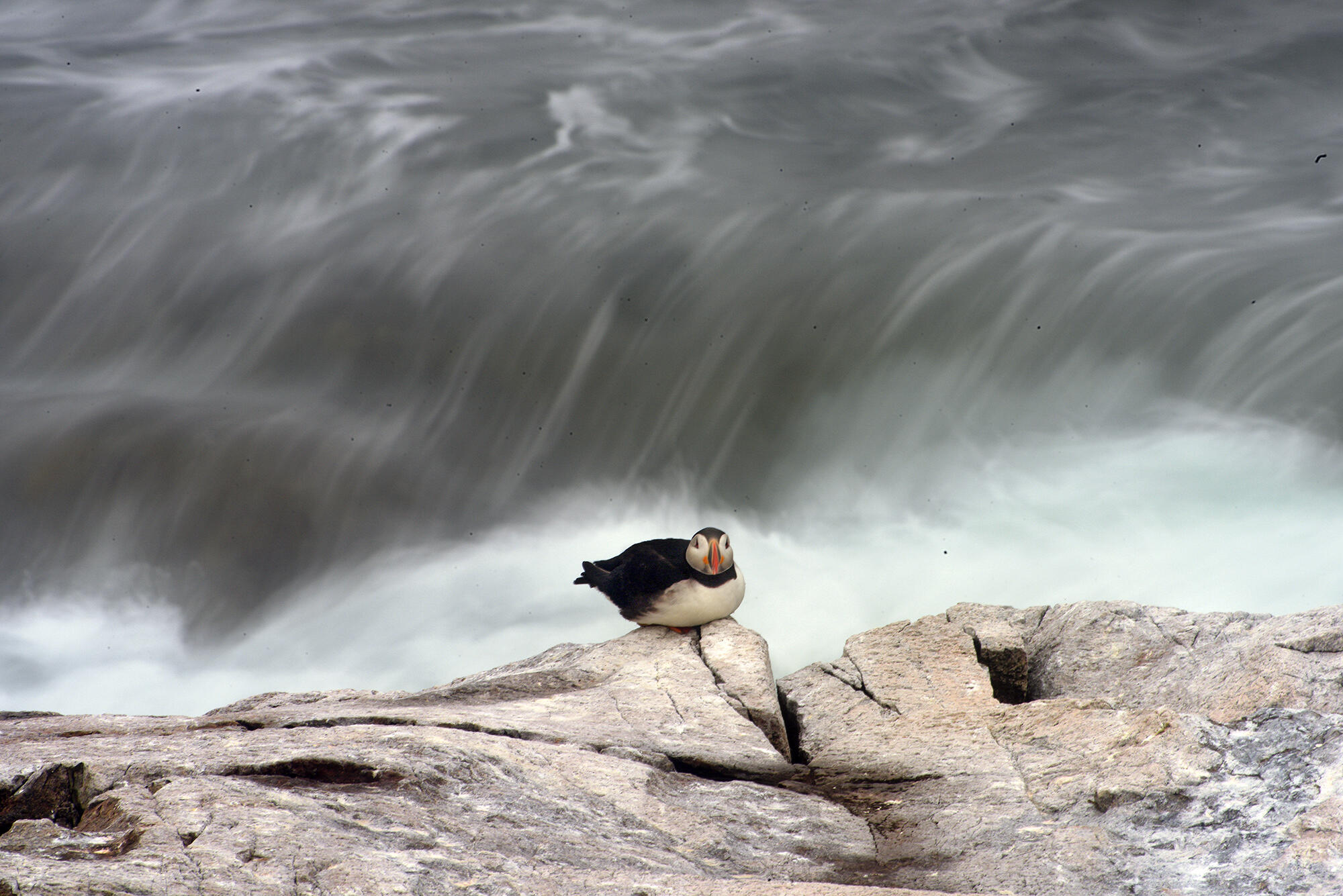 Atlantic Puffin sitting on rocks