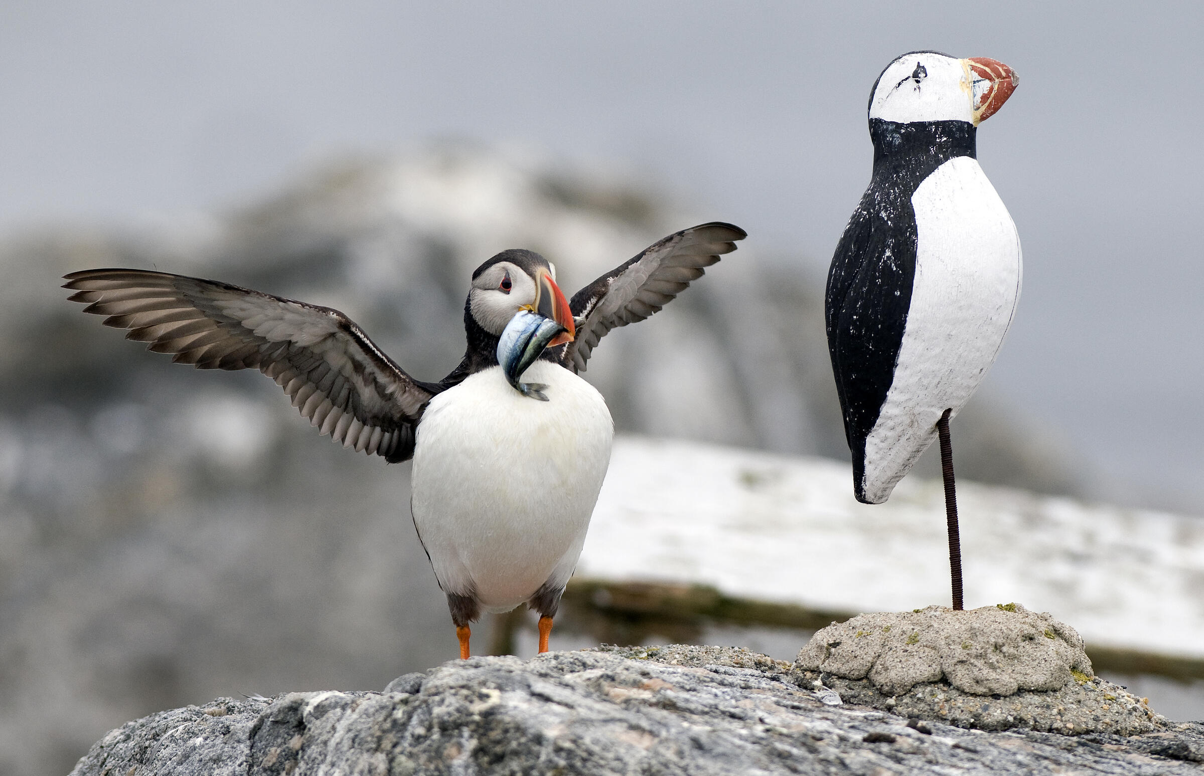 Conservation | Audubon Seabird Institute