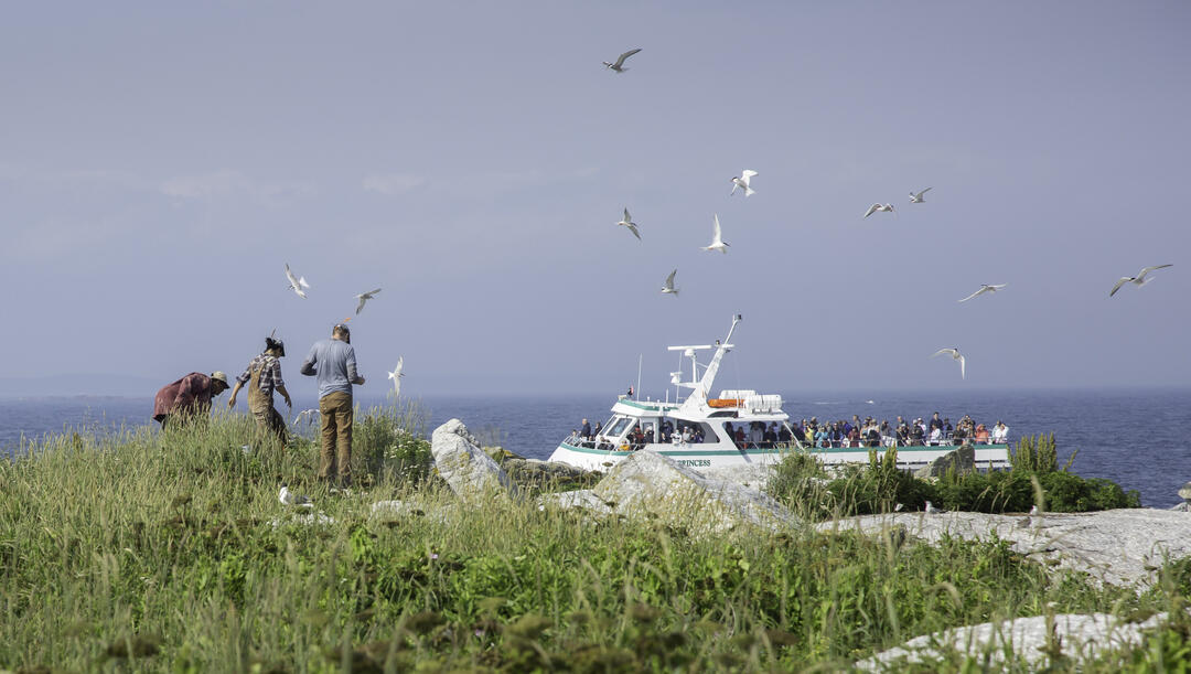 Maine's puffins on upward swing - The Wildlife Society