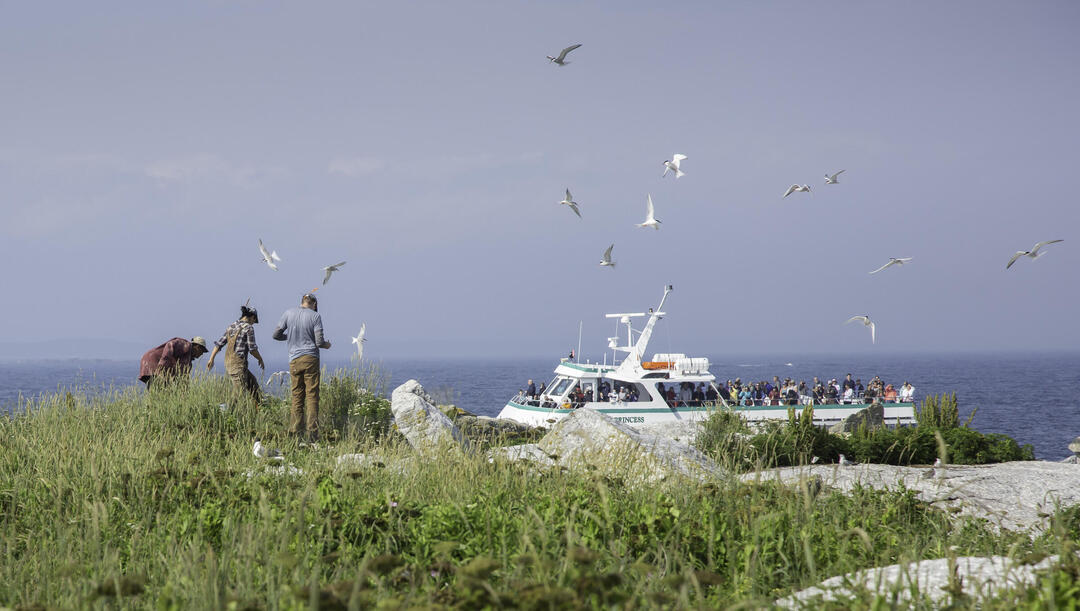 Puffin Tours- Maine Tourism Association