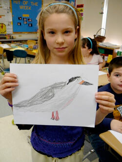 Unit 3: Lesson B | Audubon Seabird Institute