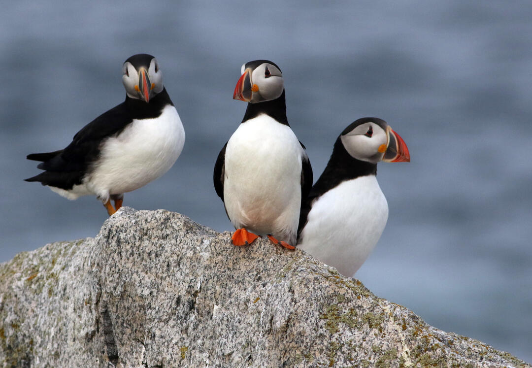 Project Puffin | Audubon Seabird Institute