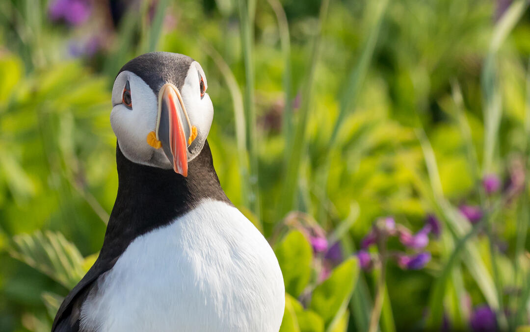 Plants For Birds | Audubon Seabird Institute