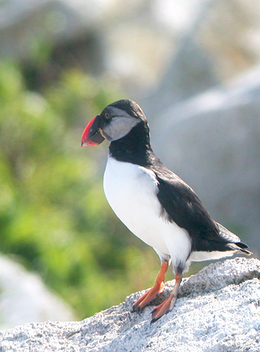 Atlantic Puffin Winter Plumage